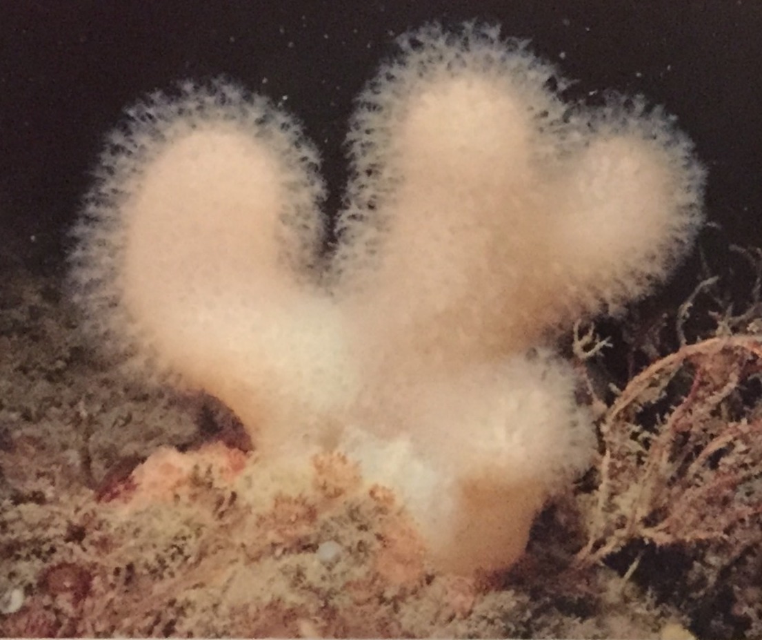 Figure 3: The image of “Dead man’s fingers” coral in Kelvingrove Museum and Art Gallery in Glasgow. Photo by author.