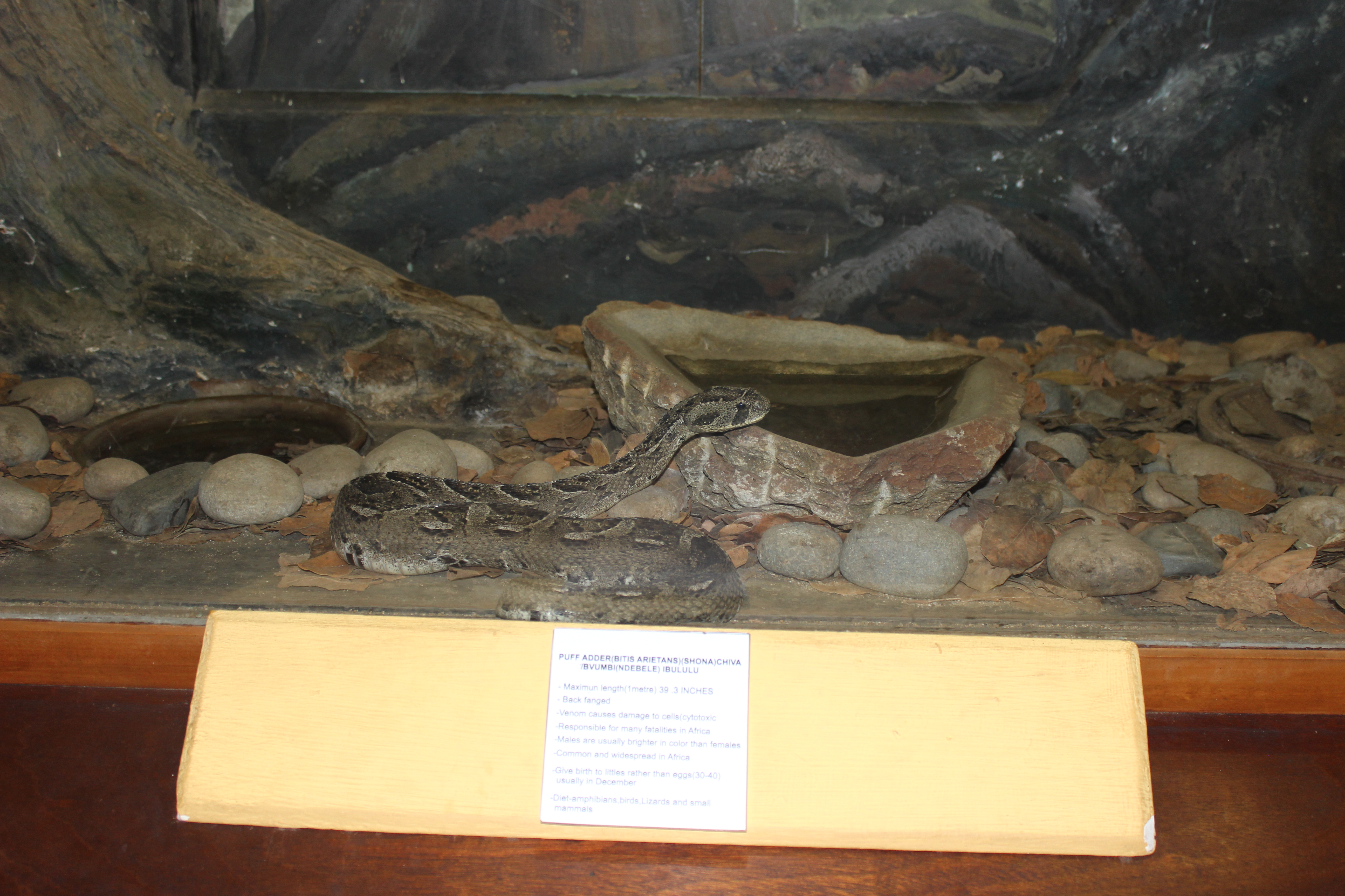 Live snake display in one of the galleries at Mutare Museum, photo by author.