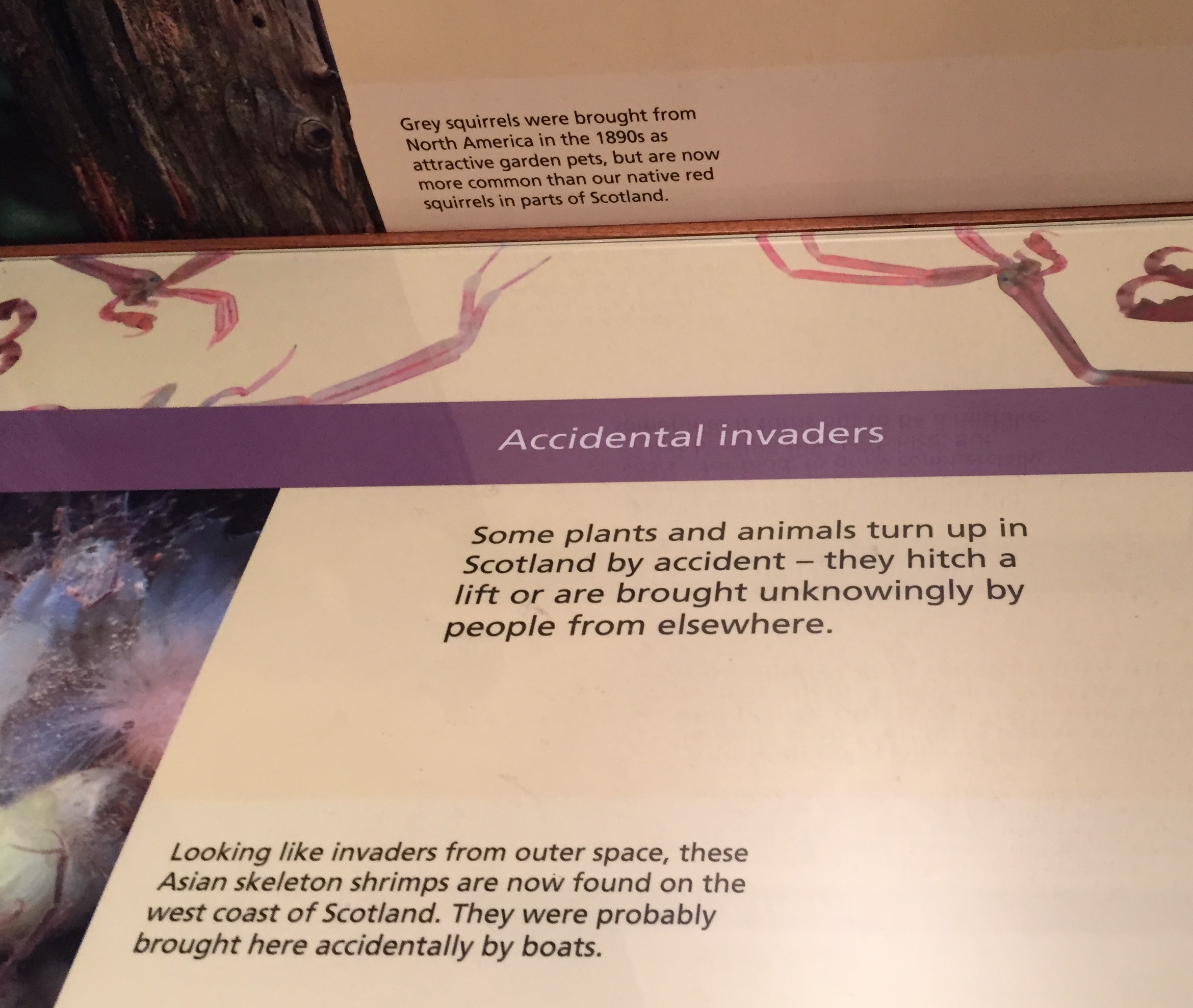 Figure 4: A label of “Accidental Invaders” in Kelvingrove Museum and Art Gallery in Glasgow. Photo by author.